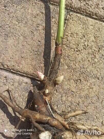 Пион Сорбет