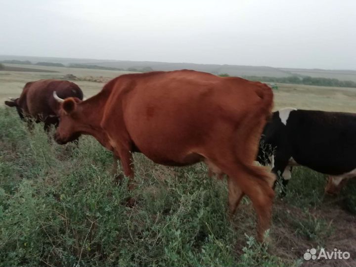 Коровы и бычки