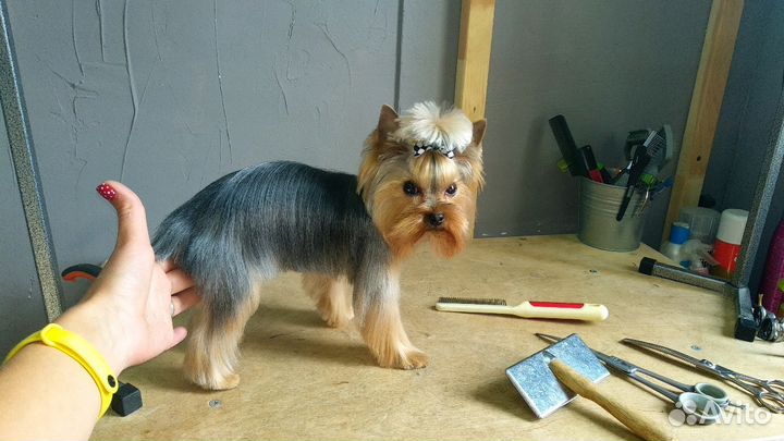 Стрижка собак, груминг