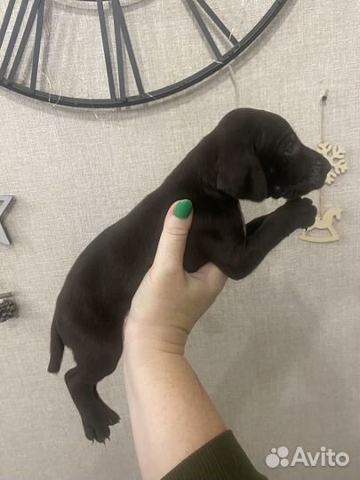 Щенки курцхаара