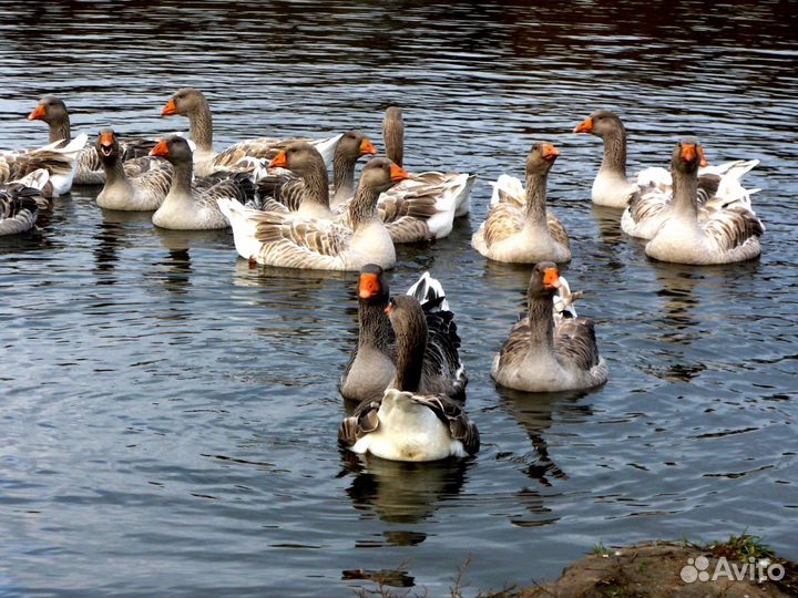 Гуси. Тульской бойцовой породы