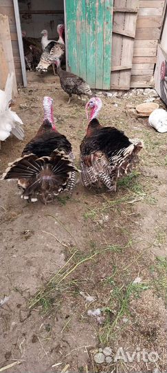 Индюки индюшки индейки