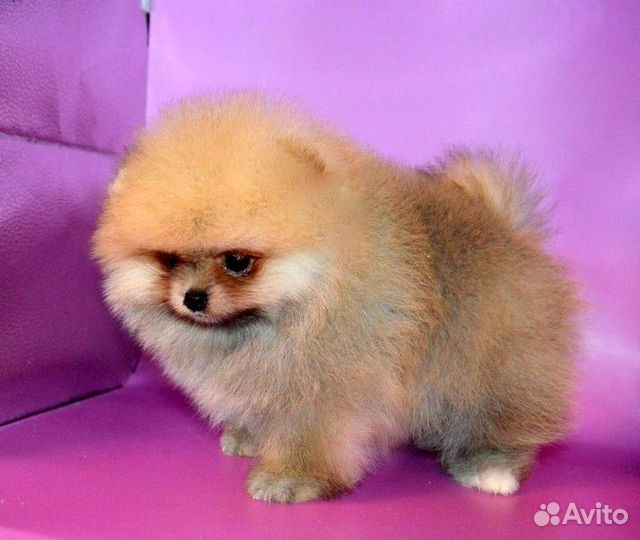 Померанский шпиц кукольныны малыши разных окрасов