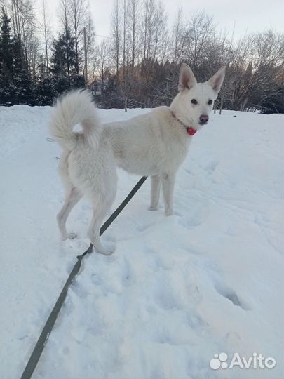 Белоснежная собака Луми ищет дом