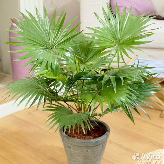 Пальмы, семена