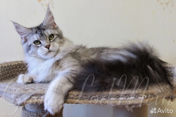 Кошка Мейн-кун