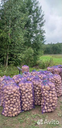 Картофель розница и опт,картофель бэби.Деревенский