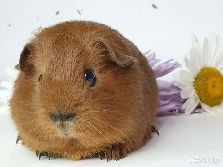 Морские свинки california