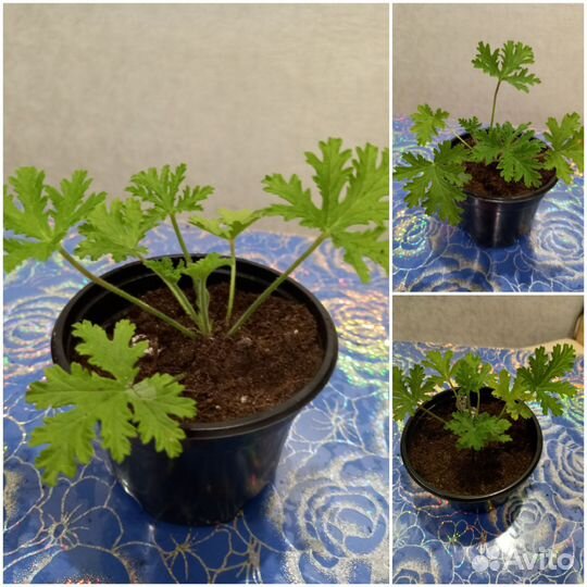 Герань лимонная