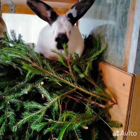 Продаю кроликов