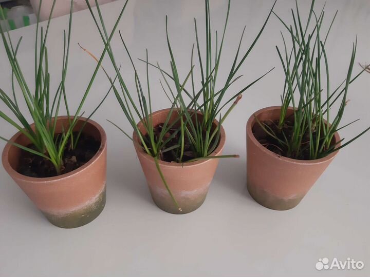 Зефирантес белый