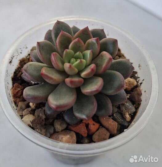 Эхеверии и пахиверии. Коллекционные