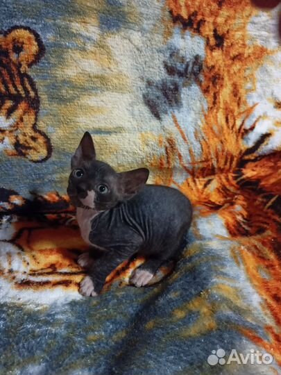 Донской сфинкс котенок