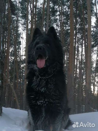 Дрессировка и воспитание собак. Кинолог