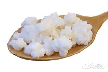 Тибетский молочный гриб (кефирный)