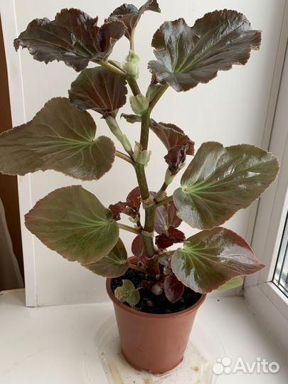 Бегония цветущая BIG DeluXXe