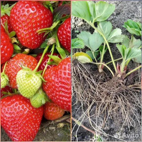 Рассада клубники