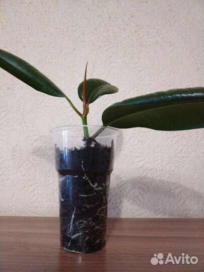 Фикус эластика робуста