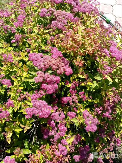 Спирея Литл Принцесс