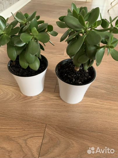 Цветы Толстянка