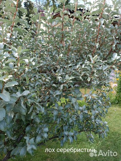 Саженцы декоративных кустарников