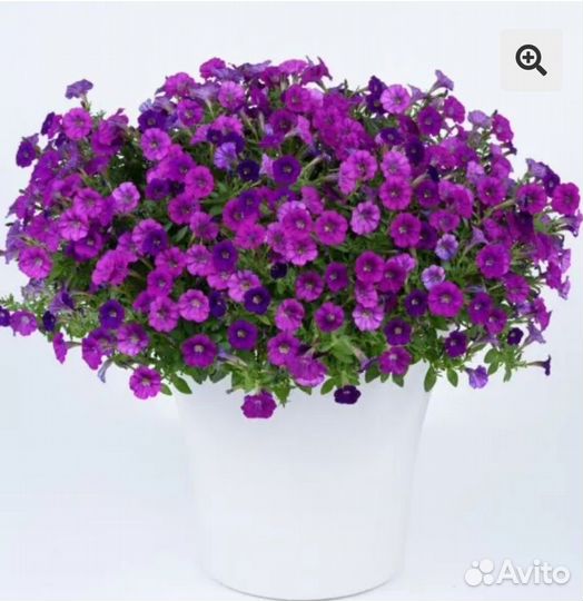 Литлтуния вегетативная