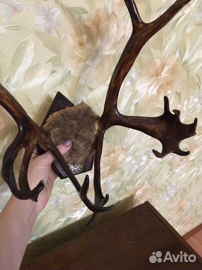 Рога оленя