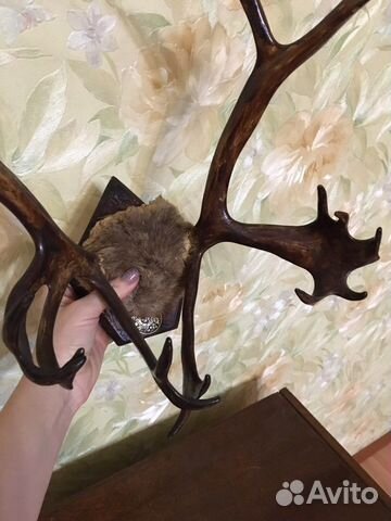 Рога оленя