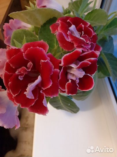 Глоксиния лист