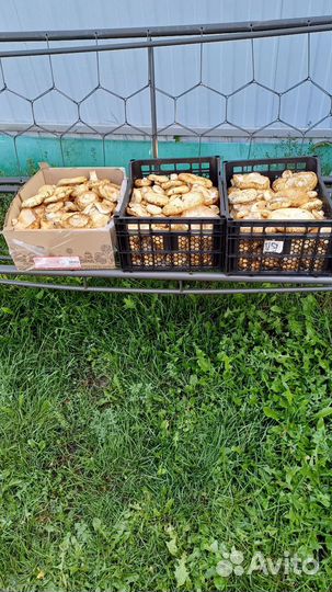 Грузди отборные