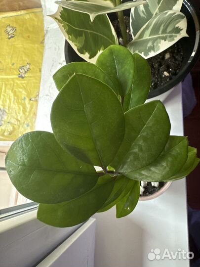 Замиокулькас с горшком