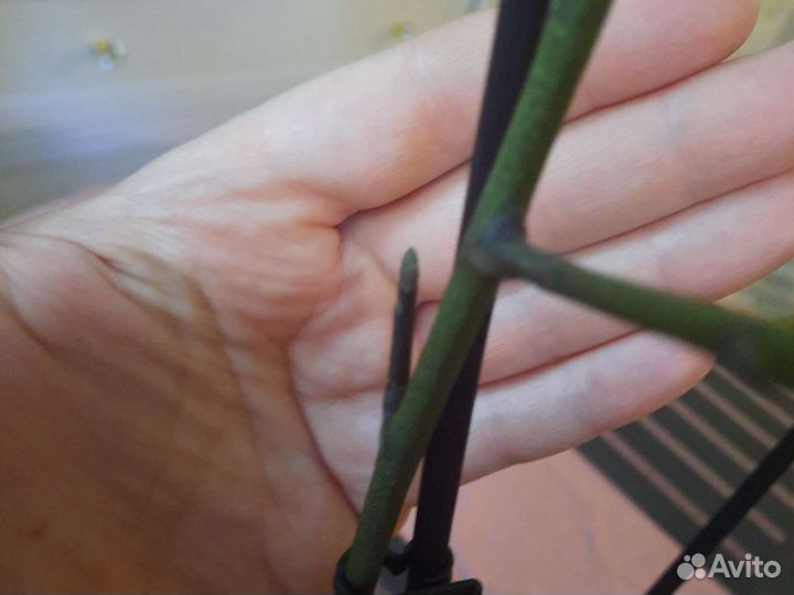 Орхидея фаленопсис Манхэттен