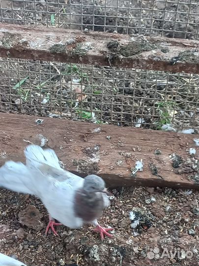 Голуби широкохвостые