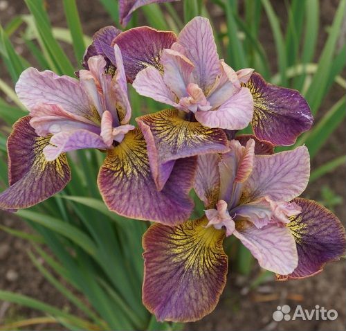 Ирис сибирский Unbuttoned Zippers Саженцы, Рассада