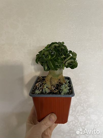 Адениум Барашек