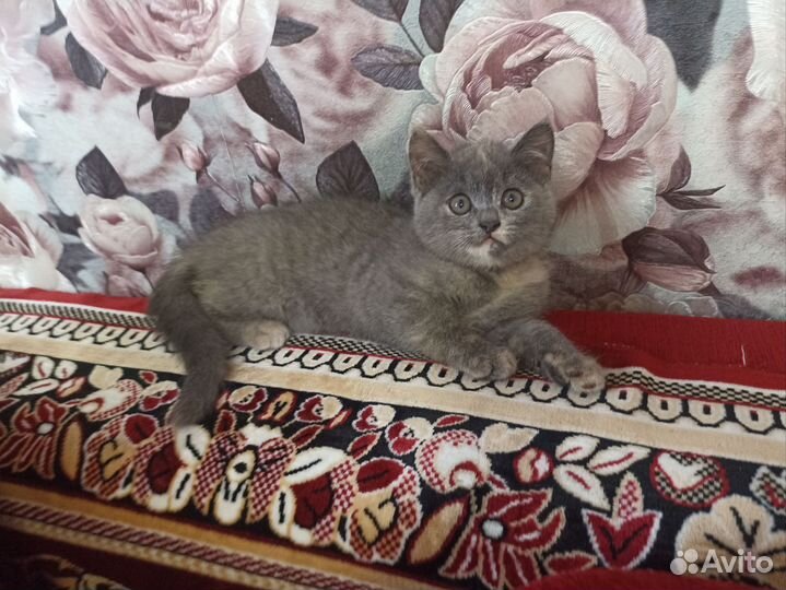 Плюшевые котята