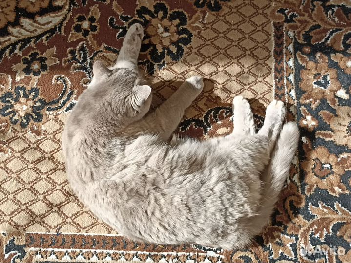Отдам кошку в добрые руки