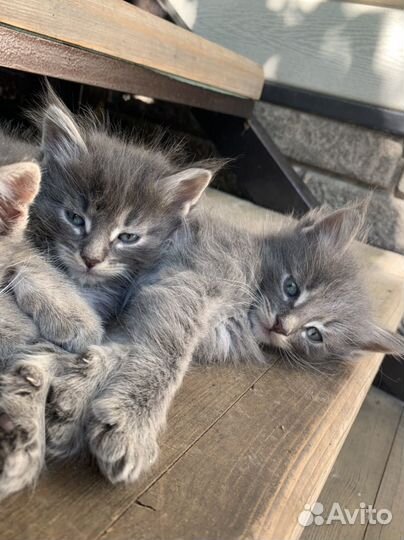Серые котята пушистые мальчики (коты)