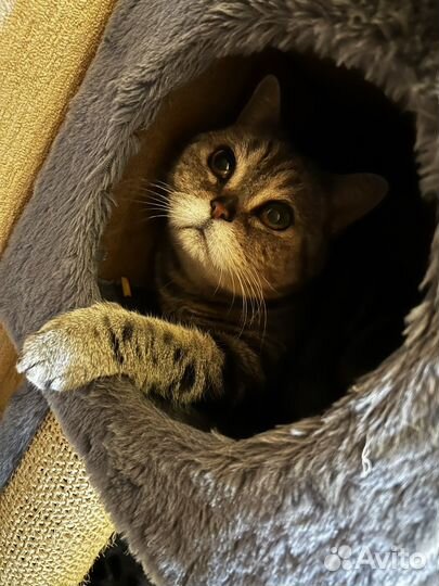 Шотланская кошка