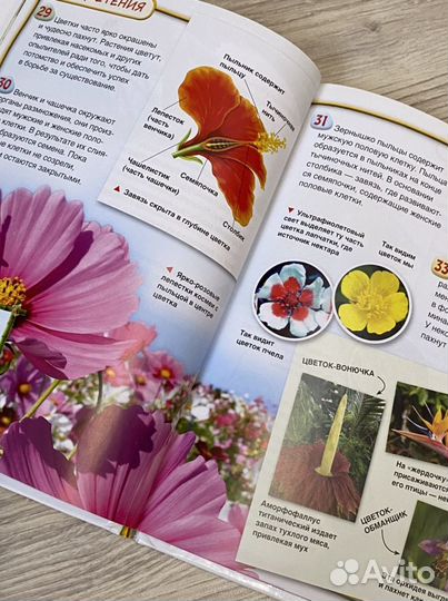 Энциклопедия для детей