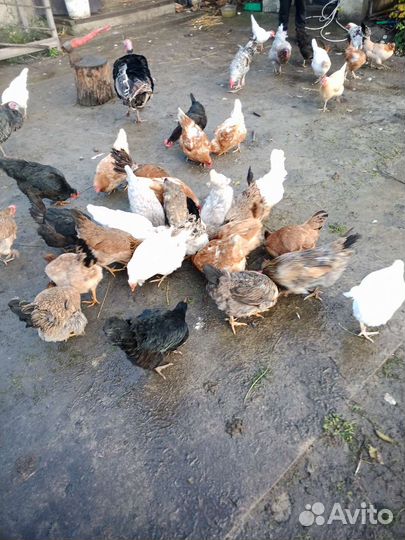 Куры несушки