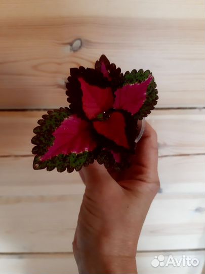 Цветы набор