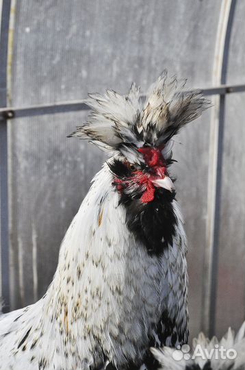 Петухи павловские