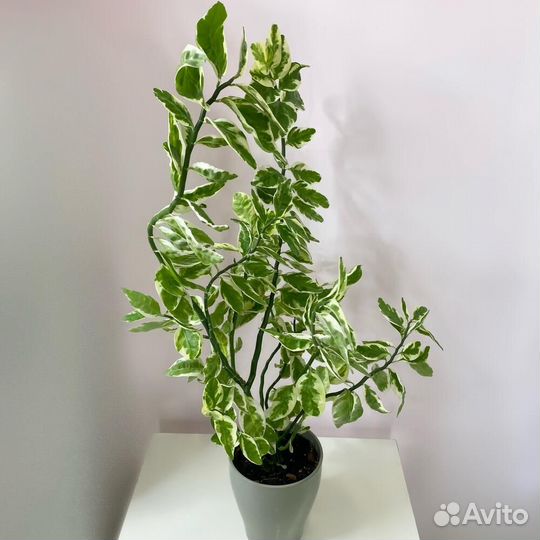 Синадениум Педилантус Панданус Хлорофитум