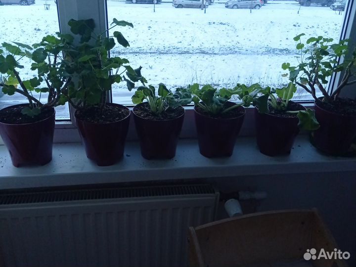 Шторы, жалюзи, комнатные цветы