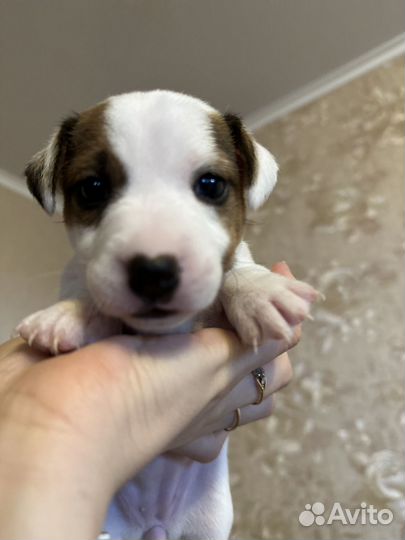 Джек рассел терьер