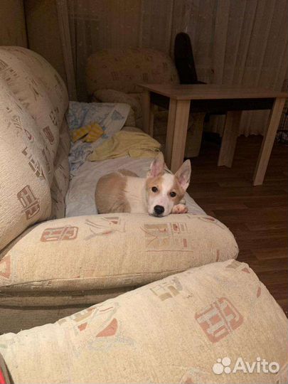 Щенок девочка ищет дом