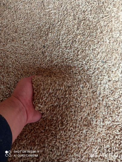 Зерно ячмень