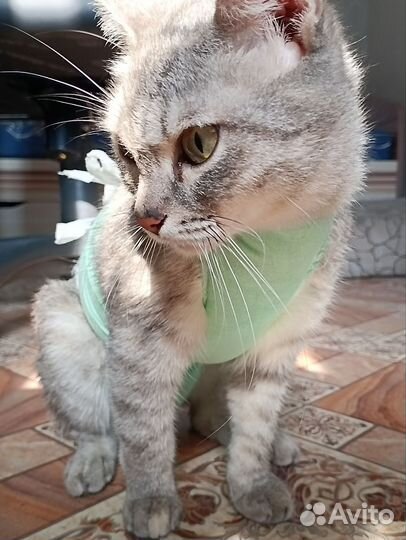 Кошка в добрые ручки