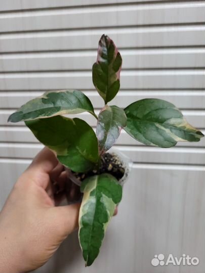 Комнатные цветы